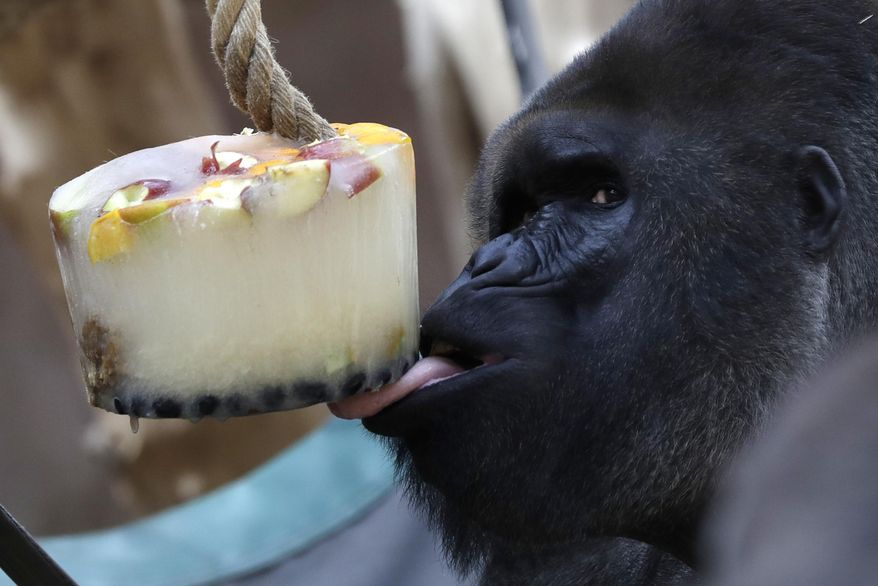 Western lowland gorilla Richard licks ice cream, prepared from fruits, for the gorillas to cool down during a heat wave at Prague Zoo, Czech Republic, Monday, Aug. 6, 2018. (AP Photo/Petr David Josek)