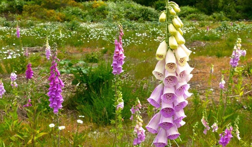 This June 13, 2017 photo shows several stands of foxglove or digitalis growing wild on a parcel of roadside property near Langley, Wash. Although it produces beautiful blooms, foxglove can trigger irregular heart rates, seizures and breathing irregularity in dogs, cats, horses and a variety of other animals when eaten in quantity. All parts of the plant are considered toxic. Poisonous plants can harm your pets or your livestock. Learn to recognize toxic weeds and their symptoms. (Dean Fosdick via AP)