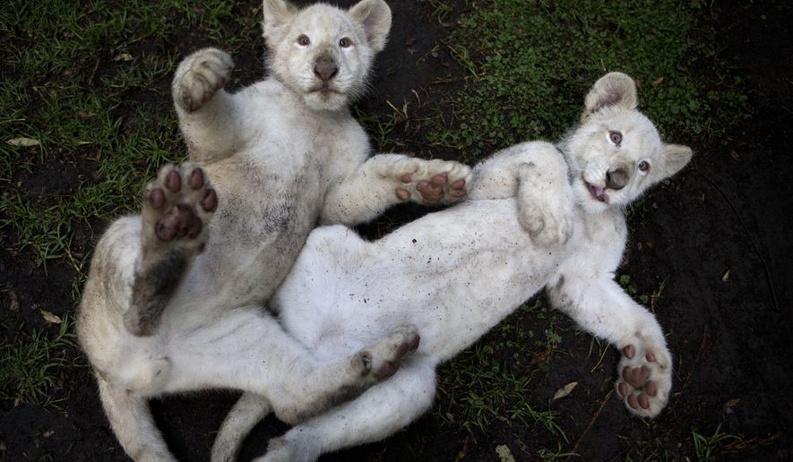 A pair of four-month-old white lion cubs play together in their enclosure at the Altiplano Zoo in Tlaxcala, Tuesday, Aug. 7, 2018. The Zoo, about two hours east of Mexico City, has welcomed the two white lion cubs born in March and recently presented to the public.(AP Photo/Rebecca Blackwell)