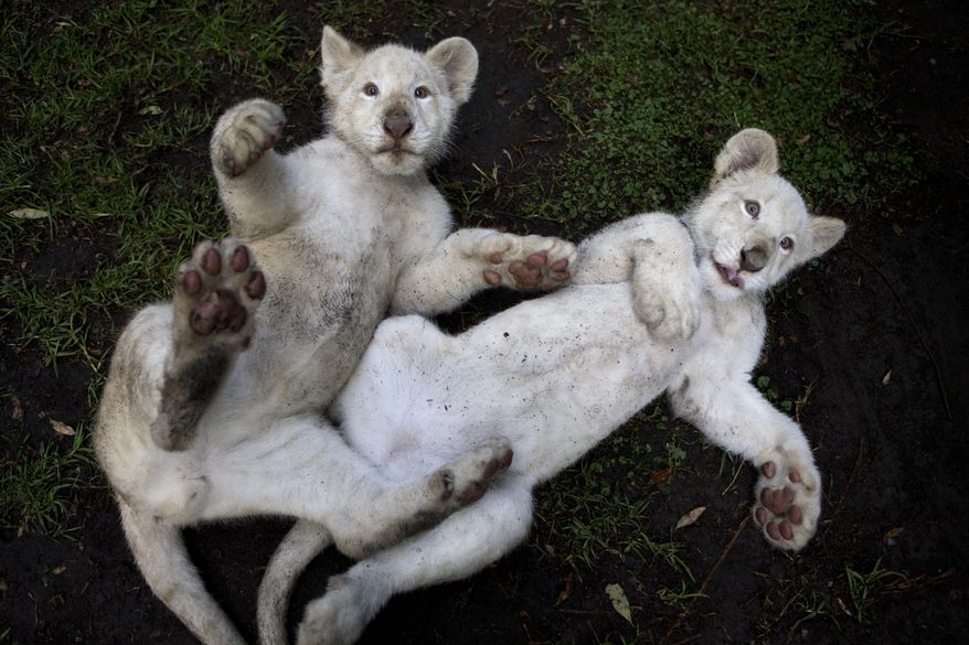 A pair of four-month-old white lion cubs play together in their enclosure at the Altiplano Zoo in Tlaxcala, Tuesday, Aug. 7, 2018. The Zoo, about two hours east of Mexico City, has welcomed the two white lion cubs born in March and recently presented to the public.(AP Photo/Rebecca Blackwell)