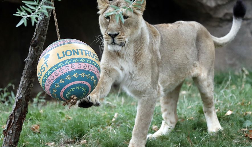 One of London Zoo's Asiatic lionesses, sisters Heidi, Indi or Rubi plays with a ball, a day ahead of World Lion Day in London, Thursday, Aug. 9, 2018. The pride will be celebrating conservation success as Asiatic lions numbers continue to increase. (AP Photo/Frank Augstein)