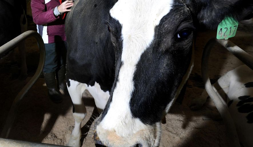 FILE - In this Dec. 7, 2010, file photo, a dairy cow is examined in Lansing, Mich. A $510 million milk-processing complex will be constructed in St. Johns, Mich., north of Lansing, creating nearly 300 jobs, state officials said Thursday, Aug. 9, 2018. (Rod Sanford/Lansing State Journal via AP, File)