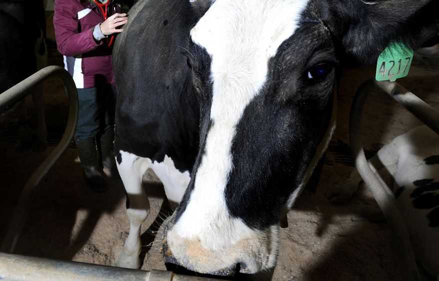 FILE - In this Dec. 7, 2010, file photo, a dairy cow is examined in Lansing, Mich. A $510 million milk-processing complex will be constructed in St. Johns, Mich., north of Lansing, creating nearly 300 jobs, state officials said Thursday, Aug. 9, 2018. (Rod Sanford/Lansing State Journal via AP, File)
