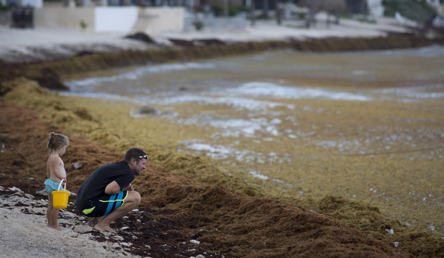 In this Sunday, Aug. 5, 2018 photo, tourists observe the shore chock full of sargassum in Bahia La Media Luna, near Akumal in Quintana Roo state, Mexico. A Mexican environmental agency is constructing barriers at sea just beyond its famed Riviera Maya beaches to decrease the massive amounts of sargassum washing up onshore. (AP Photo/Eduardo Verdugo)