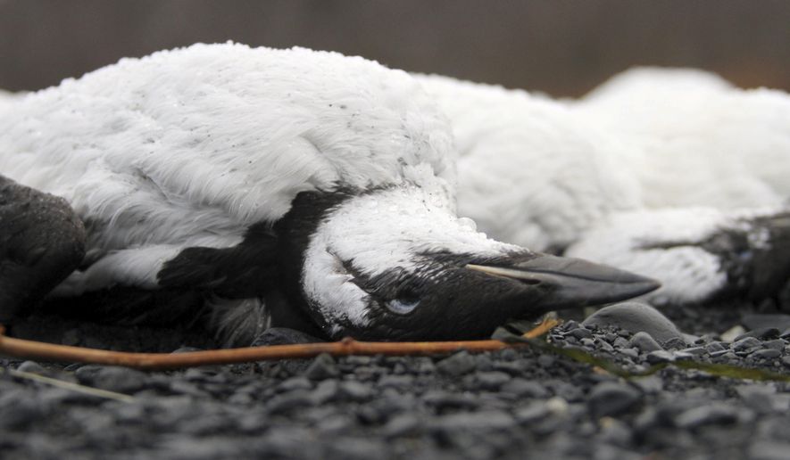 FILE - In this Thursday, Jan. 7, 2016 file photo, dead common murres lie washed up on a rocky beach in Whittier, Alaska. In August 2018, federal wildlife officials are asking Alaska coastal communities to report dead and dying seabirds that have appear along beaches since May. The latest bird die-off is not as extensive as one two years earlier but continues a trend of avian mortality over five years that may be tied to warming water in the Bering Sea and Gulf of Alaska. (AP Photo/Mark Thiessen, File)