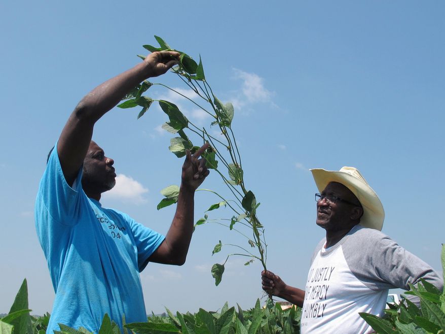 In this June 25, 2018, photo, Tyrone Grayer, left, and David Allen Hall inspect a soybean plant at their farm in Parchman, Miss. Hall and Grayer are among a group of black farmers in Tennessee and Mississippi who are suing Stine Seed Co., claiming the seeds were switched and they were given faulty, low-yield seeds. (AP Photo/Adrian Sainz)