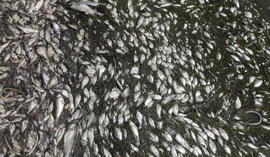 In this Monday Aug. 6, 2018 photo, dead fish are shown near a boat ramp in Bradenton Beach, Fla. From Naples in Southwest Florida, about 135 miles north, beach communities along the Gulf coast have been plagued with red tide. Normally crystal clear water is murky, and the smell of dead fish permeates the air (AP Photo/Chris O'Meara)