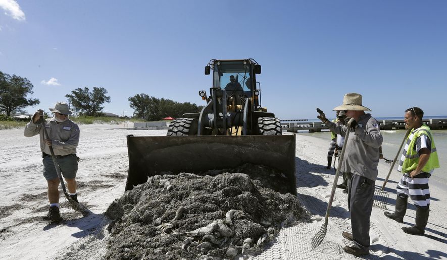 In this Monday Aug. 6, 2018 photo, work crew clean up dead fish on Coquina Beach in Bradenton Beach, Fla. From Naples in Southwest Florida, about 135 miles north, beach communities along the Gulf coast have been plagued with red tide. Normally crystal clear water is murky, and the smell of dead fish permeates the air (AP Photo/Chris O'Meara)