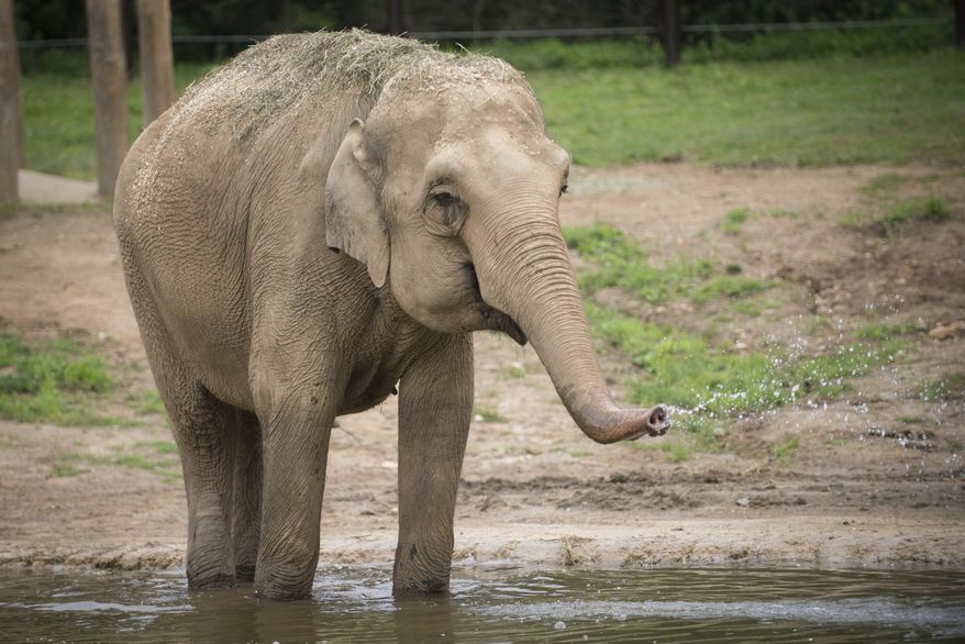 This photo provided by the Columbus Zoo and Aquarium shows Phoebe, an Asian elephant. The Columbus Zoo and Aquarium is celebrating World Elephant Day by announcing that Phoebe is expecting. Zoo officials said Saturday, Aug. 11, 2018, that 31-year-old Phoebe is expecting her fourth calf and her third in Columbus, where she came to live in 2002. Officials say she’s in her third trimester and is expected to give birth in December. Elephant pregnancies last about 22 months. (Grahm S. Jones/Columbus Zoo and Aquarium via AP)