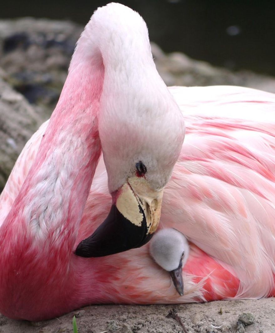 An Andean flamingo swaddles a surrogate Chilean flamingo chick, supplanted to replace its own infertile egg, in Slimbridge, England, in this undated photo. The British conservation charity Wildfowl & Wetlands Trust says recent record-breaking high temperatures encouraged a rare flock of Andean flamingos to lay eggs for the first time since 2003, but their eggs were infertile so the WWT gave them eggs from their near relatives, Chilean flamingos, to look after and satisfy their nurturing instincts. (Wildfowl & Wetlands Trust via AP)