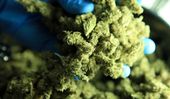 medical-marijuana-900.jpg