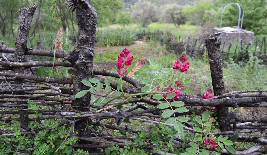 This May 4, 2018 photo shows a wattle fence made to protect a garden on a property in Contrada Petraro in the mountains of northern Sicily. In northern Sicily, fences are essential to protect gardens against wild pigs. (Cain Burdeau via AP)