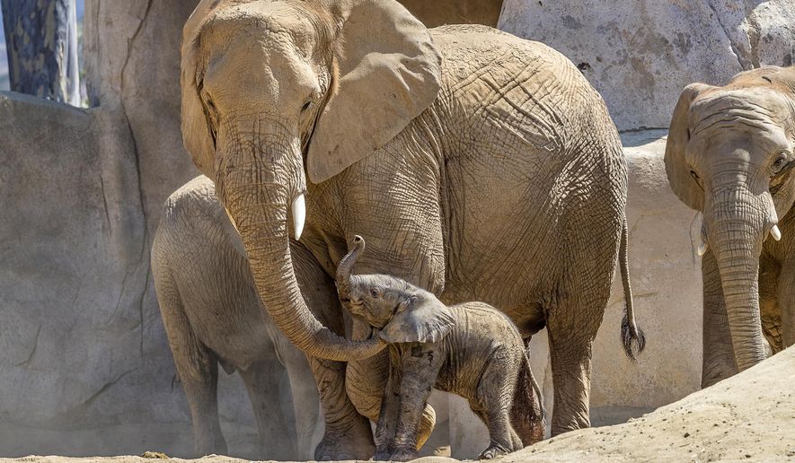 This Monday, Aug. 13, 2018 photo provided by the San Diego Zoo Safari Park shows Umzula-zuli, a healthy male African elephant calf, taking its first tentative steps in the elephant enclosure under the watchful eye of its mother, Ndula, at the park in Escondido, Calif. Zookeeper Mindy Albright says the other 12 elephants sniffed the new baby and trumpeted their welcome. The elephant was born Sunday, Aug. 12, which happened to be World Elephant Day. (Ken Bohn/San Diego Zoo Safari Park via AP)