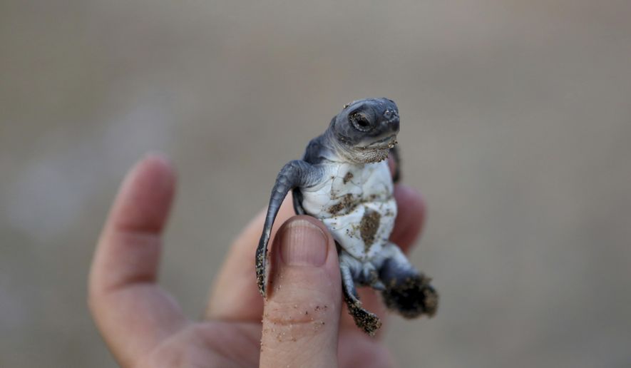 PHOTO GALLERY - In this photo taken on Thursday, Aug. 9, 2018, a conservationist holds up a tiny sea turtle that just hatched from its nest on Cyprus' protected Lara beach. Cyprus' Green and Loggerhead turtles have made a strong comeback thanks to pioneering conservation efforts stretching back decades, with the increase in numbers all the more remarkable as the Green turtle given that it only lays eggs in Cyprus and Turkey. (AP Photo/Petros Karadjias)