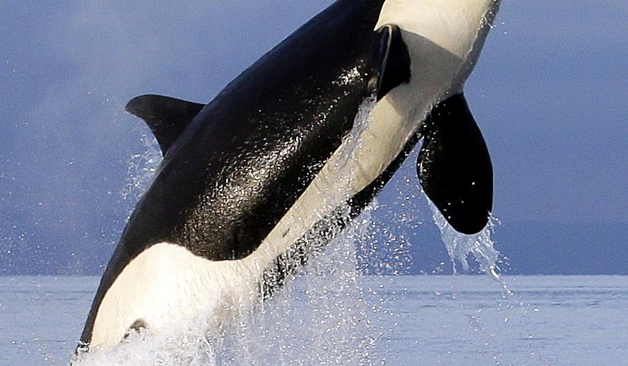 FILE - In this Jan. 18, 2014, file photo, an endangered southern resident female orca leaps from the water while breaching in Puget Sound, west of Seattle. With the Pacific Northwest's killer whales struggling, an environmental group is suing to force President Donald Trump's administration to expand protected habitat in an effort to help them recover. (AP Photo/Elaine Thompson, File)