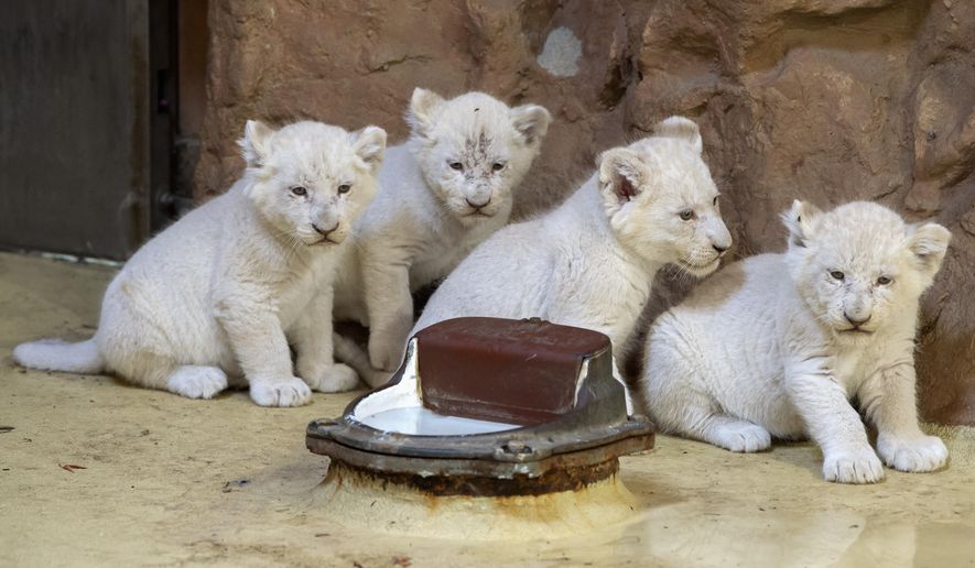 Four rare African white lion cubs sit in their enclosure at the zoo in Magdeburg, Germany, Friday, Aug. 17, 2018. Keepers weighed the three males and one female and carried out health checks on the cats, which are rare in the wild. The young lions were born on July 5, 2018. (AP Photo/Jens Meyer)