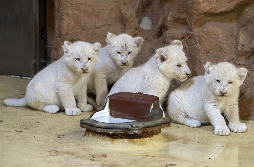 Four rare African white lion cubs sit in their enclosure at the zoo in Magdeburg, Germany, Friday, Aug. 17, 2018. Keepers weighed the three males and one female and carried out health checks on the cats, which are rare in the wild. The young lions were born on July 5, 2018. (AP Photo/Jens Meyer)