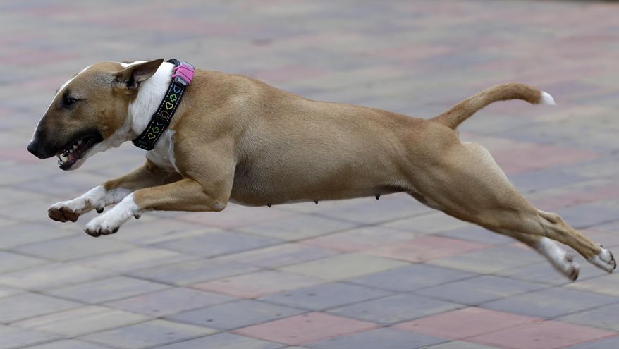 The pet bull terrier owned by Czech entrepreneur Robert Hasek, wearing a doggy fitness tracker attached to the dog collar during a demonstration in Prague, Czech Republic, Friday, Aug. 10, 2018. The Actijoy fitness tracker system not only tracks activity but also how rigorous it is, and comes with a internet-connected bowl that monitors food and water consumption, to make sure the dog has a healthy lifestyle.(AP Photo/Petr David Josek)