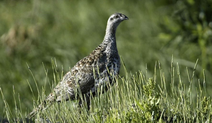 FILE - In this July 25, 2005, file photo, a sage grouse stands in a meadow at the Smith Creek Ranch, east of Fallon, Nev. Destruction of sage grouse habitat by a series of large wildfires has prompted a ban on hunting for the game bird this fall across a stretch of north-central Nevada nearly twice as big as the state of Delaware. The Nevada Board of Wildlife Commissioners approved the emergency closure Friday, Aug. 17, 2018, of two specific hunting units in Humboldt and Elko Counties. (AP Photo/Cathleen Allison, File)