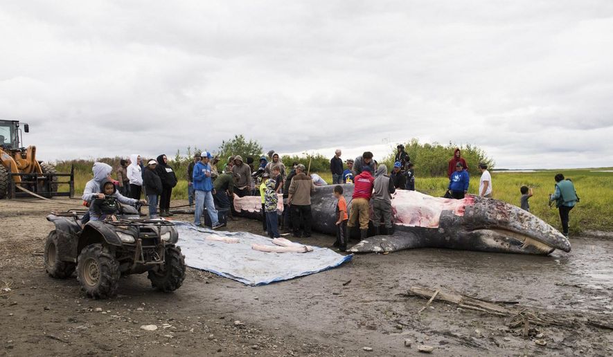 In this July 29, 2017 photo provided by KYUK-TV shows a gray whale that was killed in the Kuskokwim River is butchered and the meat and blubber distributed. Indigenous hunters in Alaska initially believed they were legally hunting a beluga whale when they unlawfully killed a protected gray whale with harpoons and guns after the massive animal strayed into a river last year, according to a federal investigative report. The report, released to The Associated Press through a public records, says that after the shooting began, the hunters then believed the whale to be a bowhead and that the harvest would be theirs as the first to shoot or harpoon it. The National Oceanic and Atmospheric Administration decided not to prosecute the hunters. Instead it sent letters advising leaders in three villages about the limits to subsistence whaling. (Katie Basile/KYUK via AP)