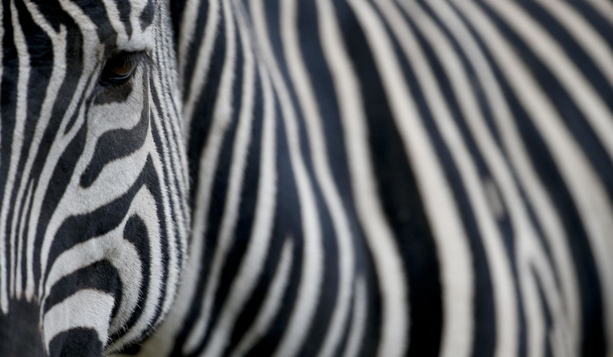 NextImg:Zebra shot dead by cops in Ohio after it bit elderly owner’s arm