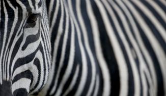 In this Aug. 7, 2018, photo, a zebra stands inside her enclosure at the &amp;quot;eco-park&amp;quot; in Buenos Aires, Argentina. The zoo was inaugurated in 1875 on what was then a quiet patch on the outskirts of Buenos Aires. (AP Photo/Natacha Pisarenko) **FILE**