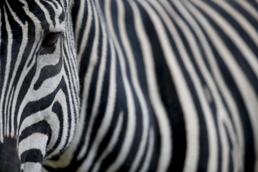 In this Aug. 7, 2018, photo, a zebra stands inside her enclosure at the "eco-park" in Buenos Aires, Argentina. The zoo was inaugurated in 1875 on what was then a quiet patch on the outskirts of Buenos Aires. (AP Photo/Natacha Pisarenko) **FILE**