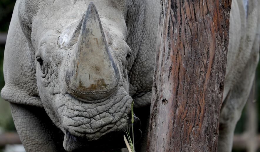 In this Aug. 13, 2018 photo, a rhino stands inside his enclosure at the "eco-park" in Buenos Aires. The recent deaths of the two animals have fueled charges by conservationists that an attempt by the Buenos Aires' government to turn a 140-year-old zoo into an "eco-park" and relocate most of its 1,500 animals to sanctuaries has been a poorly planned disaster. (AP Photo/Natacha Pisarenko)