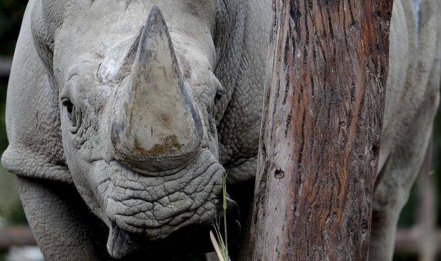 In this Aug. 13, 2018 photo, a rhino stands inside his enclosure at the "eco-park" in Buenos Aires. The recent deaths of the two animals have fueled charges by conservationists that an attempt by the Buenos Aires' government to turn a 140-year-old zoo into an "eco-park" and relocate most of its 1,500 animals to sanctuaries has been a poorly planned disaster. (AP Photo/Natacha Pisarenko)