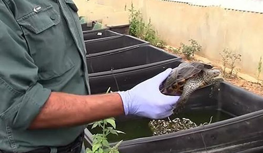 In this image released by the Spanish Guardia Civil on Thursday Aug. 23, 2018, a Guardia Civil officer shows a turtle seized in Mallorca, Spain. The European law enforcement agency says Spanish police have shut down what they believe to be Europe's biggest illegal turtle farm, selling endangered species worth 10,000 euros ($11,500) each. Europol says Thursday that police in Mallorca seized around 1,100 turtles and 750 eggs, including specimens of 14 of the 50 most endangered species in the world. (Guardia Civil via AP)