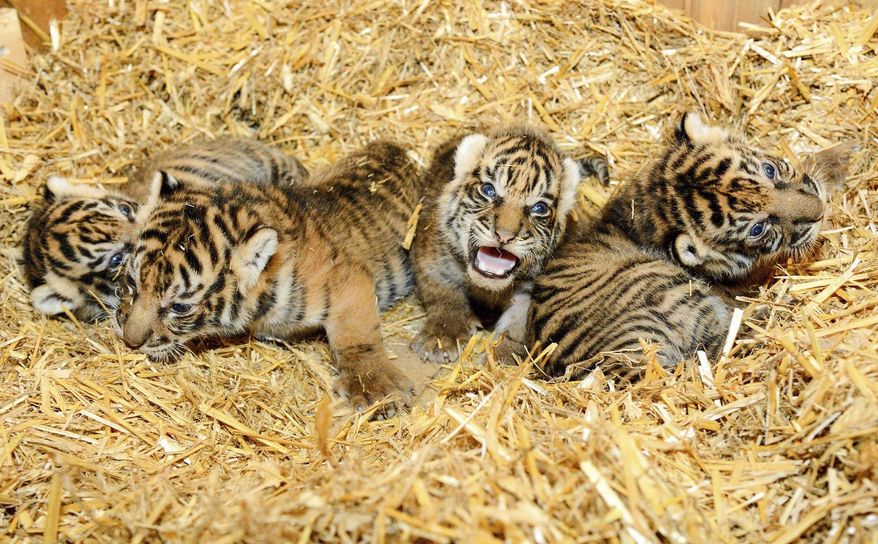The Aug. 23, 2018 photo provided by Tierpark Berlin Friday, Aug. 24, 2018 shows four rare Sumatran tigers - two female and two male cubs - who were born on Aug. 4. (Steffen Freiling/Tierpark Berlin via AP)