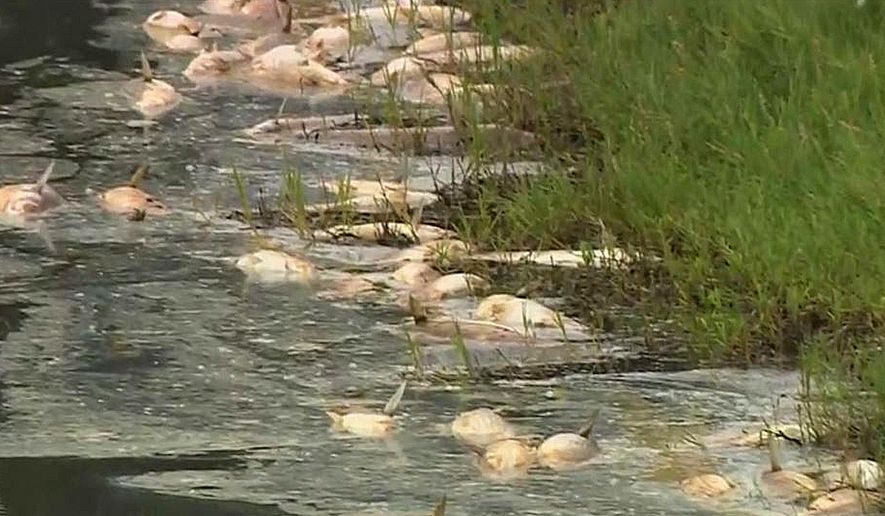 This photo from video provided by KCBS2/KCAL9 shows dead fish at Malibu Lagoon State Park, as state workers prepare to remove the stinking mess in Malibu, Calif., Monday, Aug. 27, 2018. The unexplained die-off has left hundreds of fish floating in a recently restored lagoon on the tony Malibu coast. Scientists believe the massive die-off, which began last Wednesday, is very likely caused by unusually warm water temperatures. Officials are doing tests on the water and the fish. (KCBS2/KCAL9 via AP)