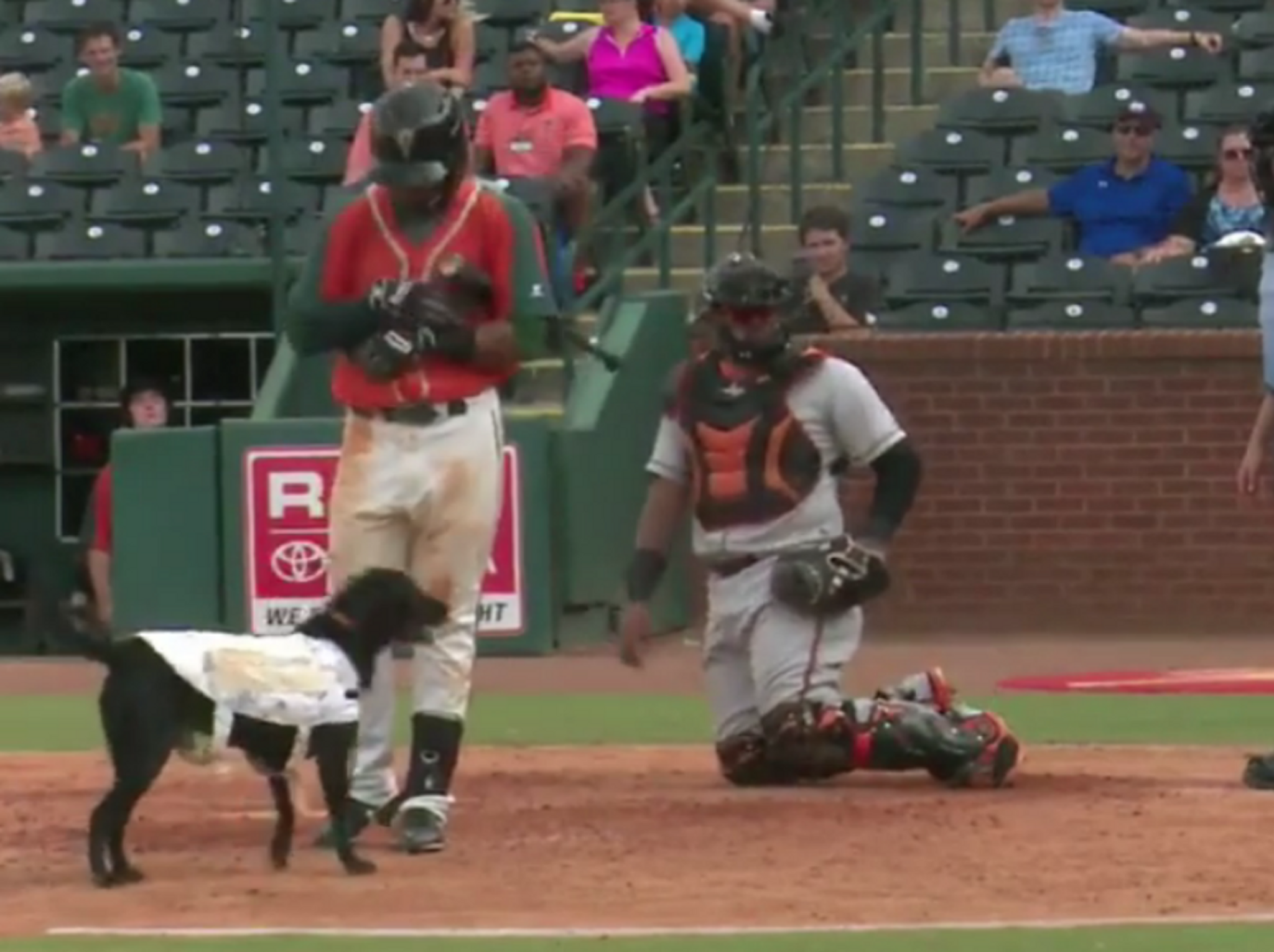 Minor league 'bat dog' tries to take player's bat before at-bat over - Washington Times