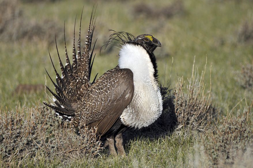 FILE - This March 1, 2010, file photo provided by the U.S. Fish and Wildlife Service shows a greater sage grouse male strutting to attract a mate at a lek, or mating ground, near Bridgeport, Calif. A U.S. judge who ruled earlier federal wildlife officials illegally denied Endangered Species Act protection for a population of bi-state sage grouse in California and Nevada in 2015 has reinstated the proposed listing of the bird as threatened until a new review determines whether it's on the brink of extinction. (Jeannie Stafford/U.S. Fish and Wildlife Service via AP, File)
