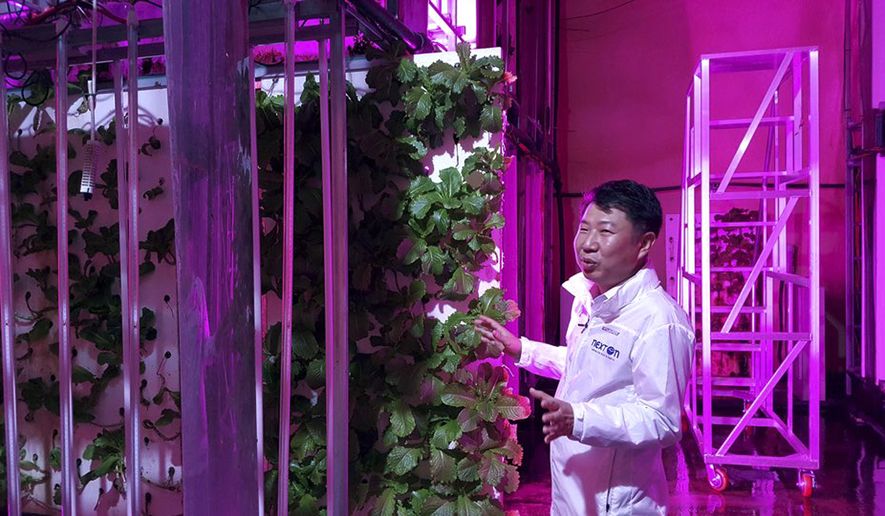 In this Aug. 9, 2018, photo, head of NextOn Choi Jae Bin explains about his farm's crop cultivation system next to sesame leaves growing on vertically stacked styrofoams at the tunnel-based vertical indoor farm NextOn in Okcheon, South Korea. The high-tech farm inside a former tunnel in South Korea is seen as a potential solution to the havoc wreaked on crops by the extreme weather linked to climate change, and to shortages of land and workers as the country ages. (AP Photo/Han Myung Oh)