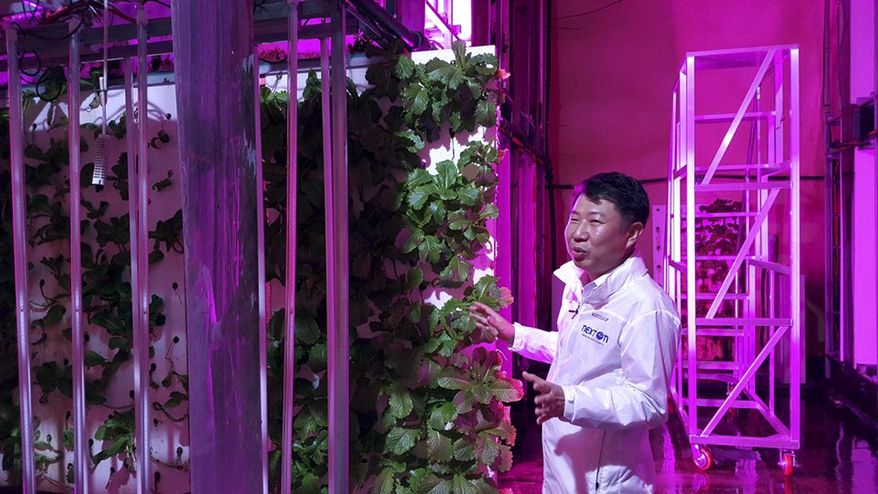In this Aug. 9, 2018, photo, head of NextOn Choi Jae Bin explains about his farm's crop cultivation system next to sesame leaves growing on vertically stacked styrofoams at the tunnel-based vertical indoor farm NextOn in Okcheon, South Korea. The high-tech farm inside a former tunnel in South Korea is seen as a potential solution to the havoc wreaked on crops by the extreme weather linked to climate change, and to shortages of land and workers as the country ages. (AP Photo/Han Myung Oh)