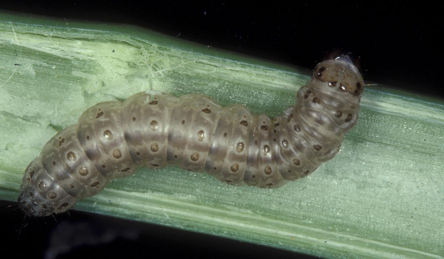 This undated image made available by Frank Peairs in 2007 shows a European corn borer. A warmer world likely means more and hungrier insects chomping on crops and less food on dinner plates, a new study suggests. (Frank Peairs/Colorado State University/Bugwood.org via AP)