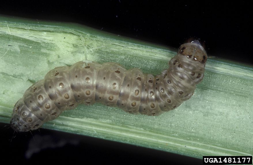 This undated image made available by Frank Peairs in 2007 shows a European corn borer. A warmer world likely means more and hungrier insects chomping on crops and less food on dinner plates, a new study suggests. (Frank Peairs/Colorado State University/Bugwood.org via AP)