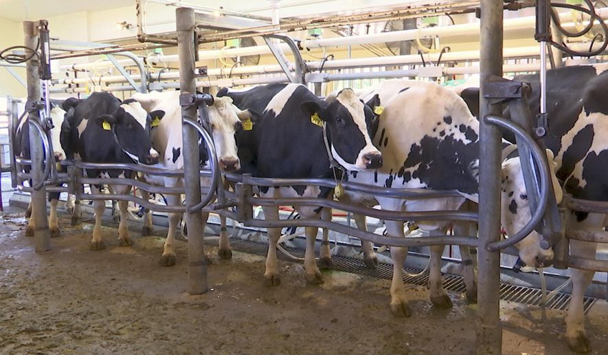 In this June 8, 2018 image taken from video, cows are milked at a dairy farm at the University of California, Davis, in Davis, Calif., where researchers are feeding seaweed to dairy cows in a bid to make cattle more climate-friendly. UC Davis is studying whether adding small amounts of seaweed to cattle feed can help reduce their emissions of methane, a potent greenhouse gas that's released when cattle burp, pass gas or make manure. (AP Photo/Terry Chea)