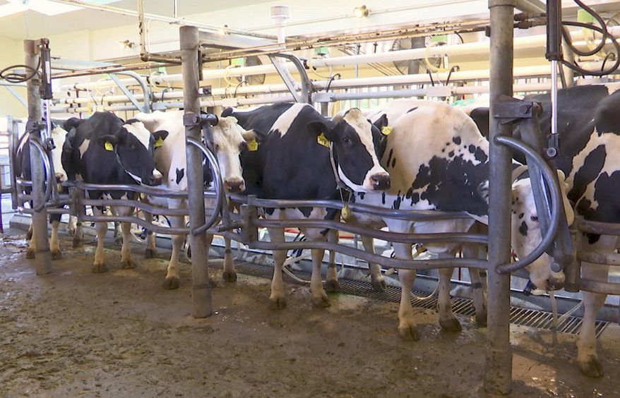 In this June 8, 2018 image taken from video, cows are milked at a dairy farm at the University of California, Davis, in Davis, Calif., where researchers are feeding seaweed to dairy cows in a bid to make cattle more climate-friendly. UC Davis is studying whether adding small amounts of seaweed to cattle feed can help reduce their emissions of methane, a potent greenhouse gas that's released when cattle burp, pass gas or make manure. (AP Photo/Terry Chea)