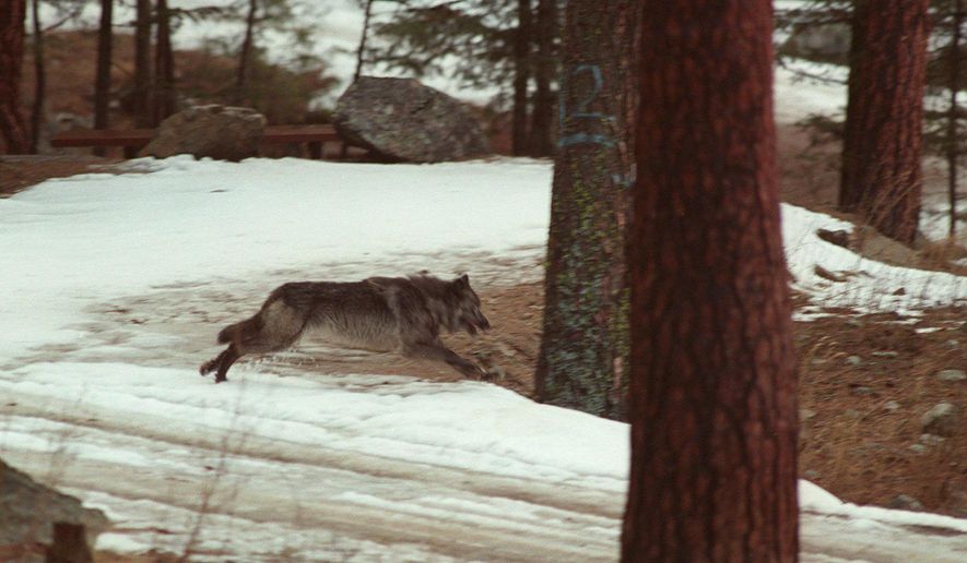 FILE - In this Jan. 14, 1995, file photo, a wolf leaps across a road into the wilds of Central Idaho. The U.S. government says it doesn't have to release information to an environmental group concerning investigations into livestock deaths in Idaho that can result in wolves being killed for preying on cattle and sheep. The U.S. Department of Justice, in documents filed Thursday, Aug. 30, 2018, in U.S. District Court, says the requested documents contain information that's exempt from Freedom of Information Act requests. (AP Photo/Douglas Pizac, File)