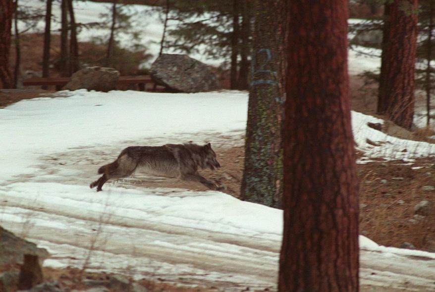 FILE - In this Jan. 14, 1995, file photo, a wolf leaps across a road into the wilds of Central Idaho. The U.S. government says it doesn't have to release information to an environmental group concerning investigations into livestock deaths in Idaho that can result in wolves being killed for preying on cattle and sheep. The U.S. Department of Justice, in documents filed Thursday, Aug. 30, 2018, in U.S. District Court, says the requested documents contain information that's exempt from Freedom of Information Act requests. (AP Photo/Douglas Pizac, File)