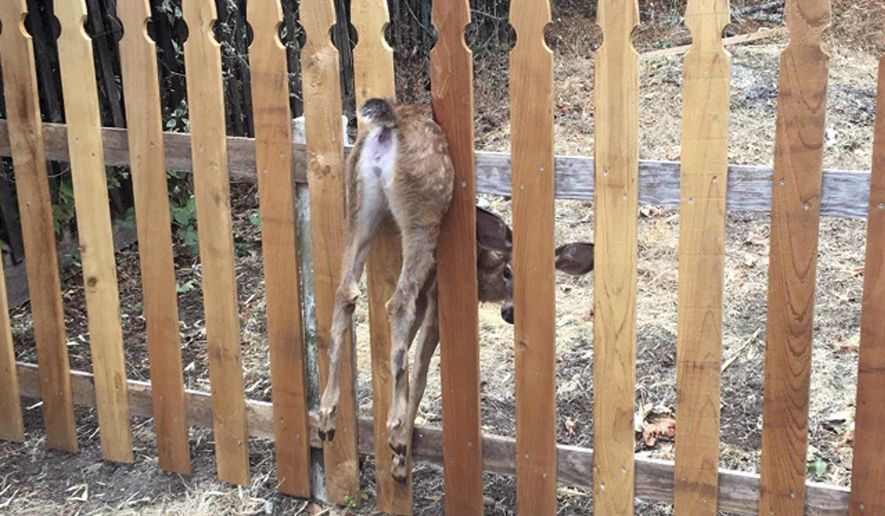 This Thursday, Aug. 30, 2018, photo provided by the Eugene Police Department shows a fawn stuck in a fence in Eugene, Ore. Eugene police officer Shawni McLaughlin freed the terrified fawn and, after a short recovery period, it was able to spring up and run away. (Shawni McLaughlin/Eugene Police Department via AP)