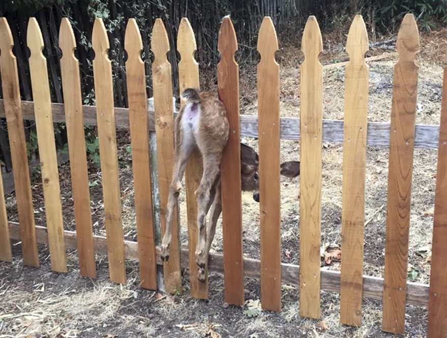 This Thursday, Aug. 30, 2018, photo provided by the Eugene Police Department shows a fawn stuck in a fence in Eugene, Ore. Eugene police officer Shawni McLaughlin freed the terrified fawn and, after a short recovery period, it was able to spring up and run away. (Shawni McLaughlin/Eugene Police Department via AP)