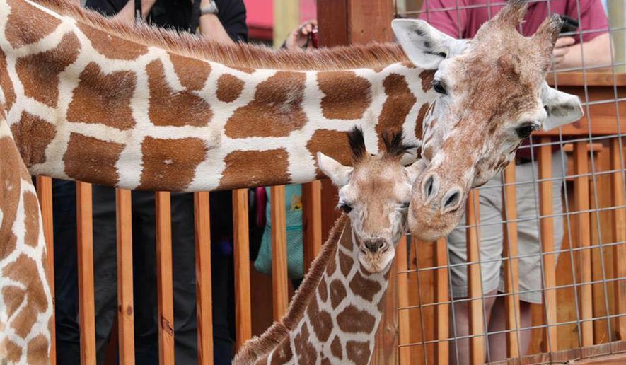 In this undated photo provided by Animal Adventure Park, April the giraffe and her offspring Tajiri are shown in their enclosure in Harpursville, N.Y. Tajiri will be moved in late October to the Carolina Wildlife Conservation Park, outside of Raleigh, North Carolina. April's pregnancy drew more than 232 million YouTube live views during a seven-week period. She gave birth to Tajiri in April 2017. (Animal Adventure Park via AP)