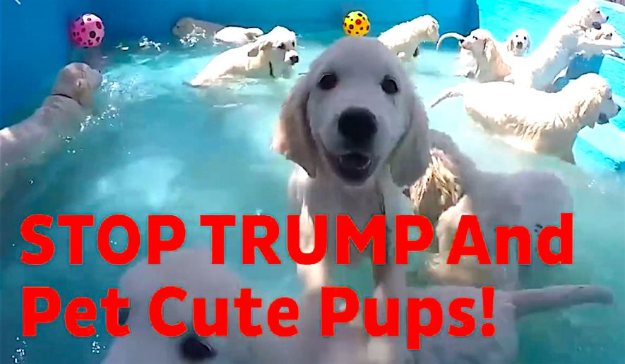 A new Democratic outreach on the nation&#39;s college campuses uses therapy dogs and puppies to persuade students to register to vote and head to the polls. (Screen grab from Pups at the Polls Pennsylvania video)