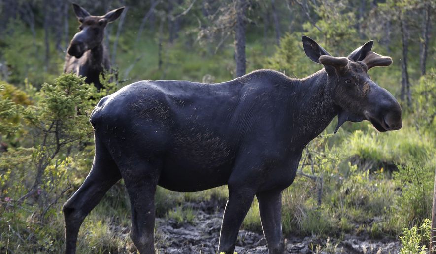 FILE - In this May 31, 2018 file photo, a pair of bull moose pause while feeding at the Umbagog National Wildlife Refuge in Wentworth's Location, N.H. A study published in the journal Science on Thursday, Sept. 6, 2018 shows that animals learn from experienced members of the herd about where to find the best forage, building sort of a cultural know-how that’s passed through generations and builds up slowly over the course of decades. (AP Photo/Robert F. Bukaty, File)