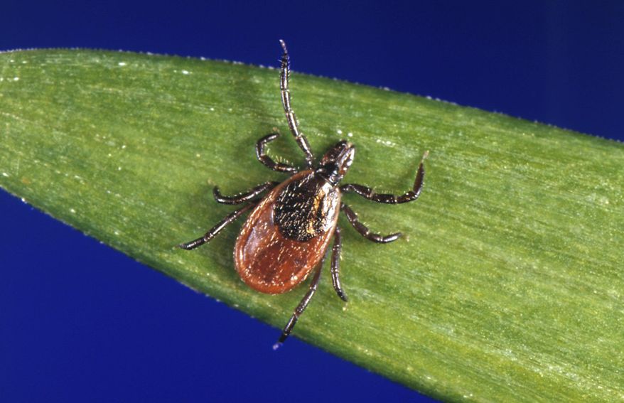 FILE - This undated file photo provided by the U.S. Centers for Disease Control and Prevention (CDC) shows a blacklegged tick, also known as a deer tick, a carrier of Lyme disease. Preliminary indicators show Lyme disease abating during the summer of 2018 in New England, and public health authorities said they are finding fewer ticks in the environment. (CDC via AP, File)