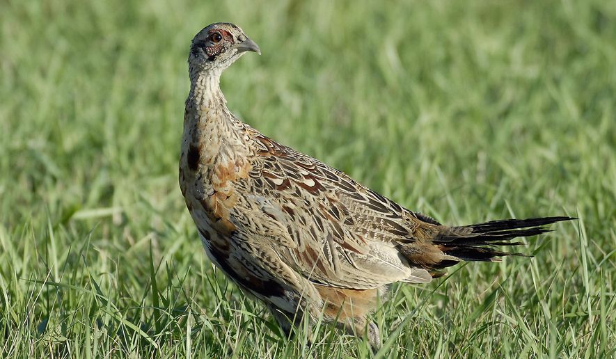 FILE - This October 2005 file photo provided by the North Dakota Game and Fish Department shows a young rooster pheasant in McLean County in North Dakota. Severe drought in North Dakota in 2017 continues to impact pheasant numbers in North Dakota, with this year's summer population survey providing little good news for hunters. Pheasant production last year was at its lowest level in two decades, dramatically reducing the number of adult birds nesting earlier this year. (North Dakota Game and Fish Department via AP, File)