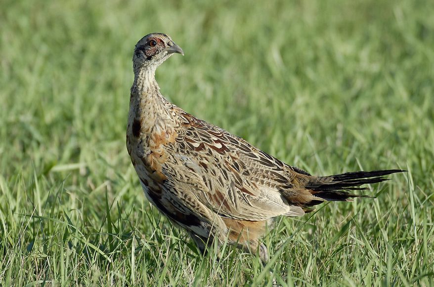 FILE - This October 2005 file photo provided by the North Dakota Game and Fish Department shows a young rooster pheasant in McLean County in North Dakota. Severe drought in North Dakota in 2017 continues to impact pheasant numbers in North Dakota, with this year's summer population survey providing little good news for hunters. Pheasant production last year was at its lowest level in two decades, dramatically reducing the number of adult birds nesting earlier this year. (North Dakota Game and Fish Department via AP, File)